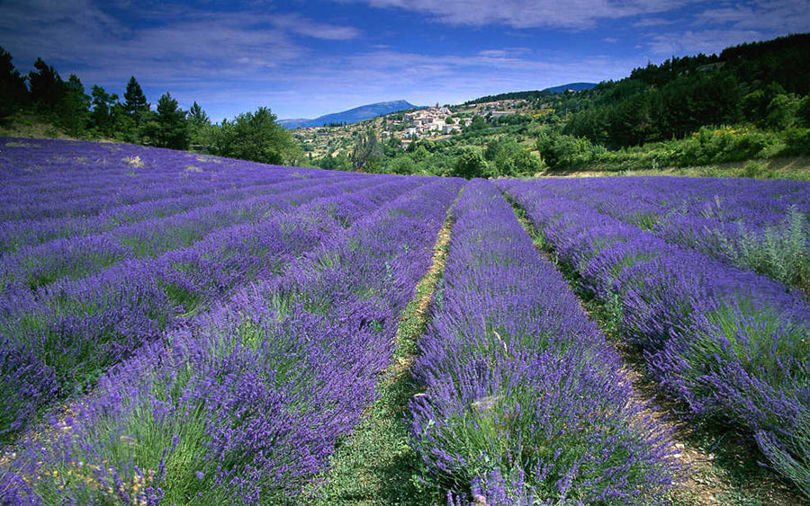 planting provence lavender Lavender Provence