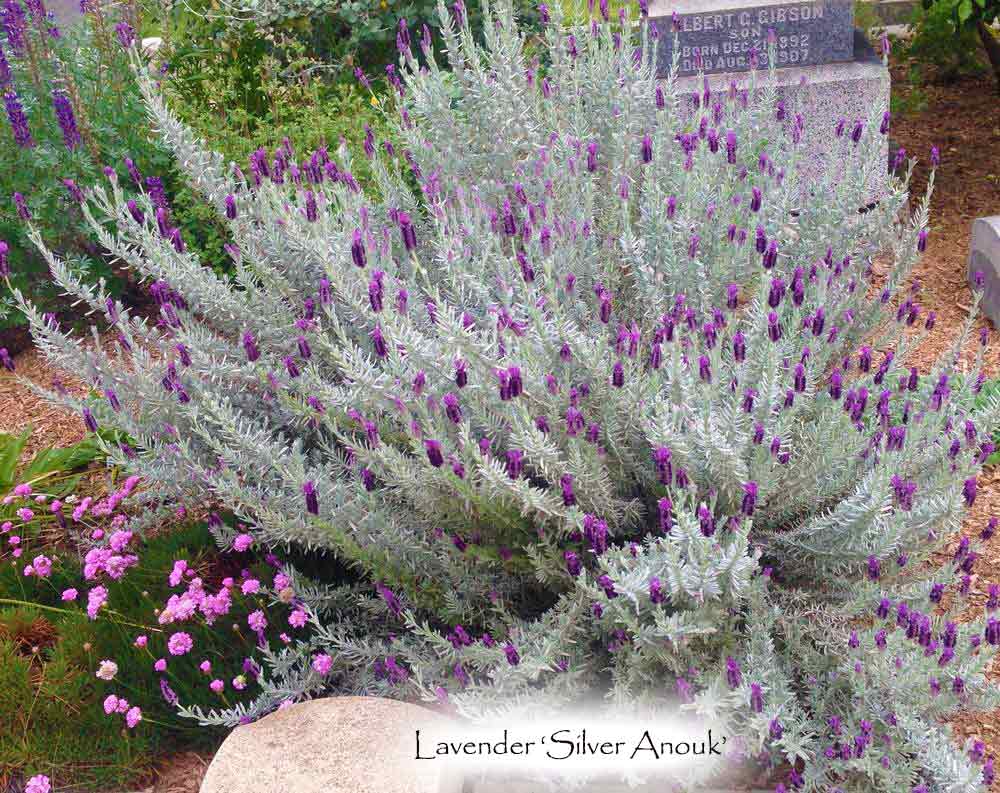 silver leaf lavender plant Lavender 'Silver Anouk'