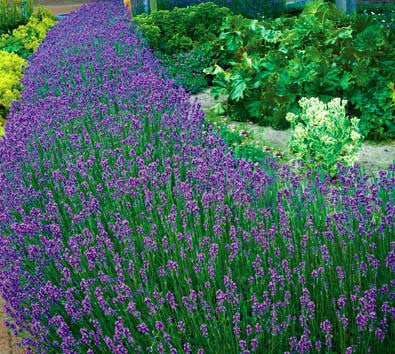grosso lavender plant Grosso