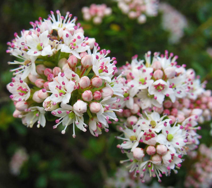 Sand-myrtle (Leiophyllum buxifolium)