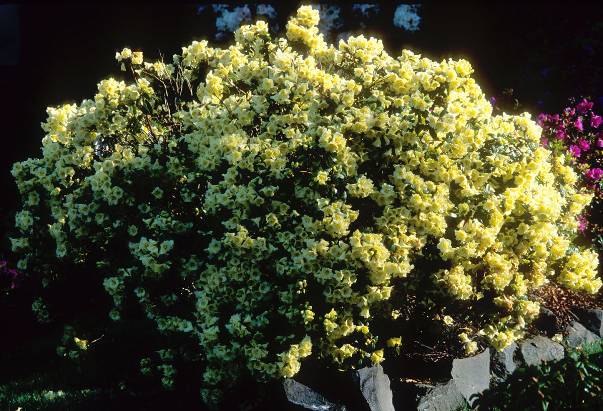 Lemon Mist