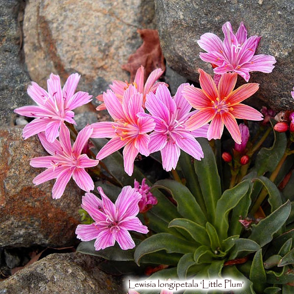 Lewisia longipetala 'Little Plum'