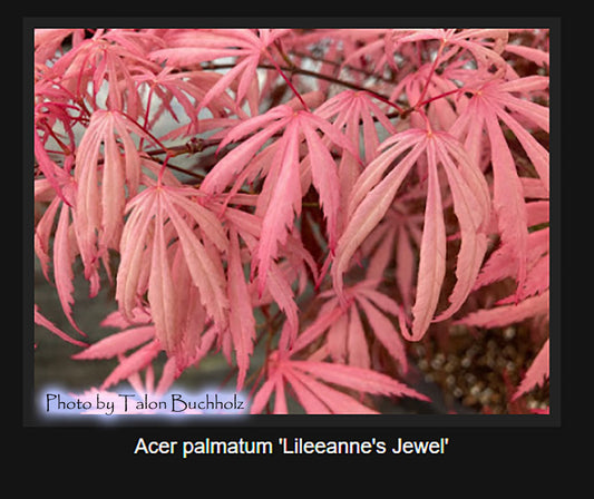Acer palmatum 'Lileeanne's Jewell'