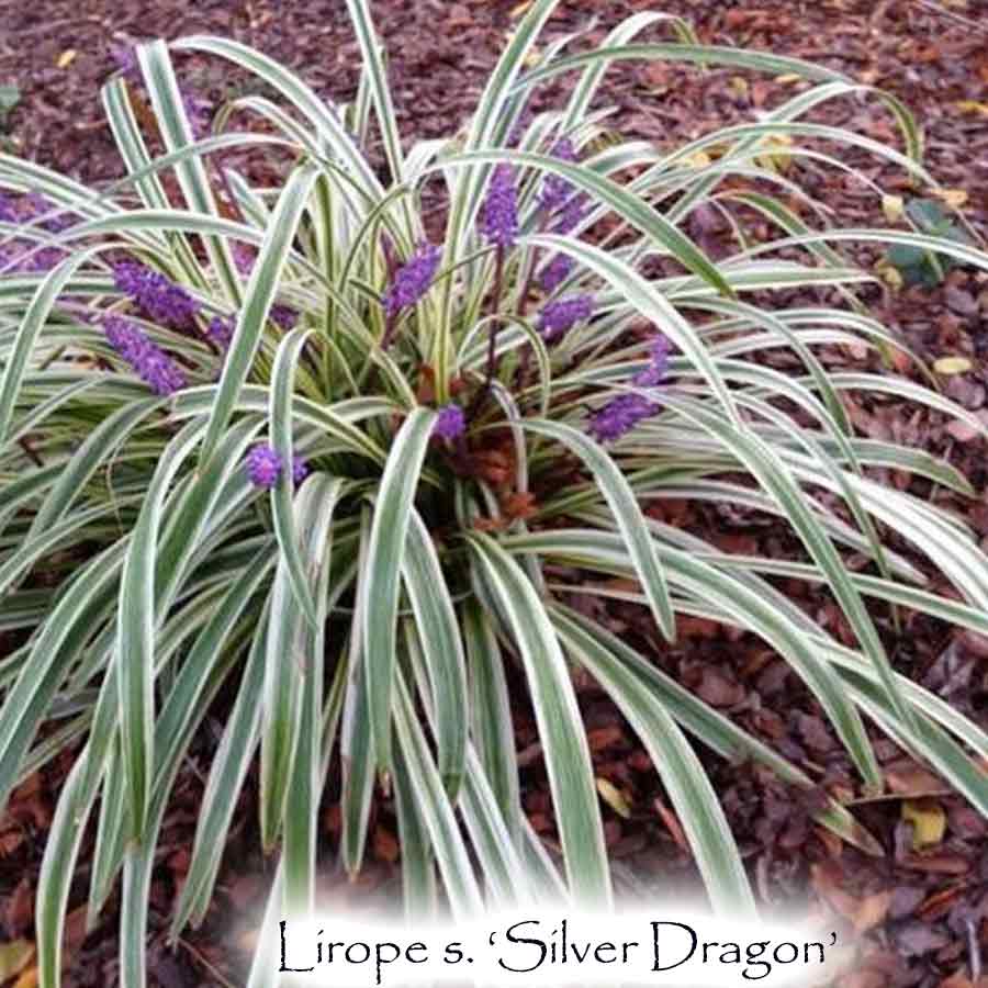 lavender variegated liriope plant Liriope Silver Dragon