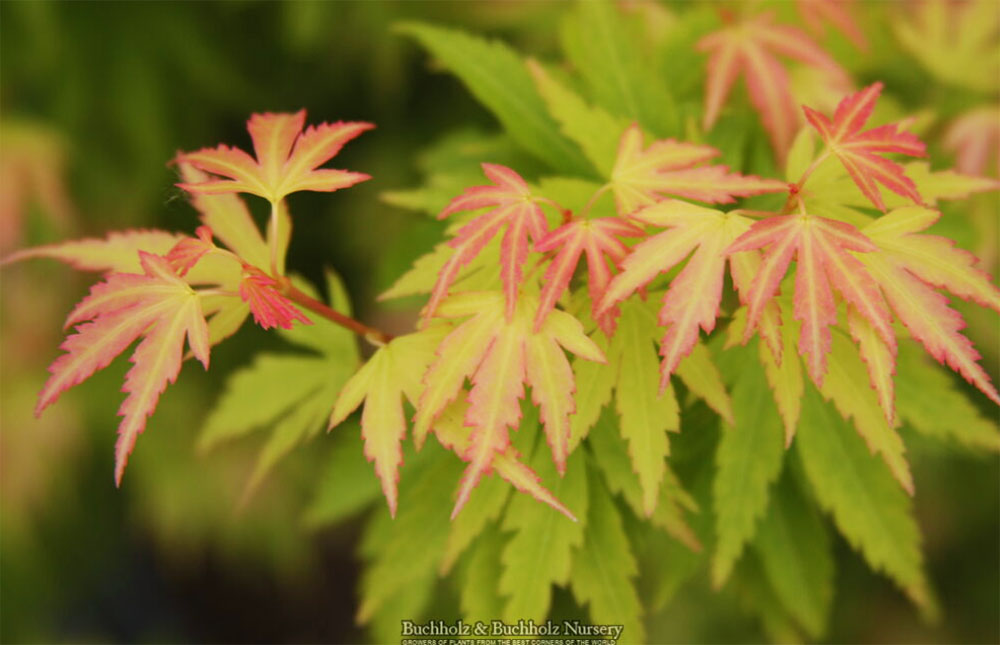 Acer palmatum 'Little Sango'