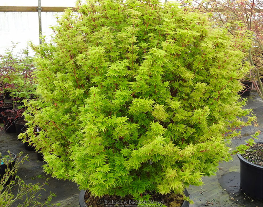 Acer palmatum 'Little Sango'