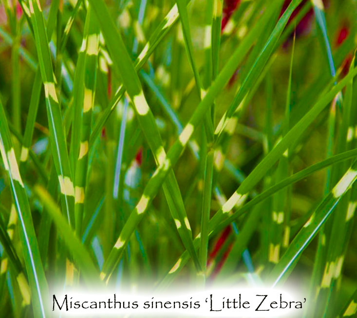 Miscanthus sinensis 'Little Zebra'