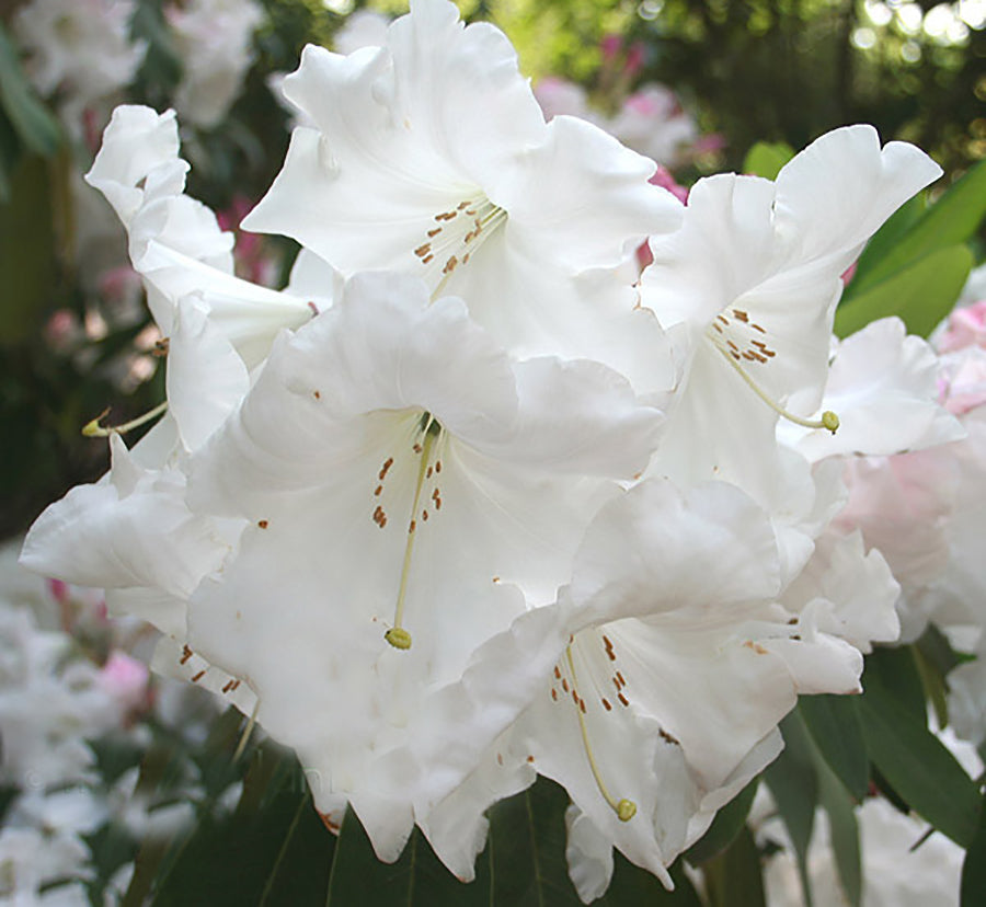 R. 'Loderi Fairyland'