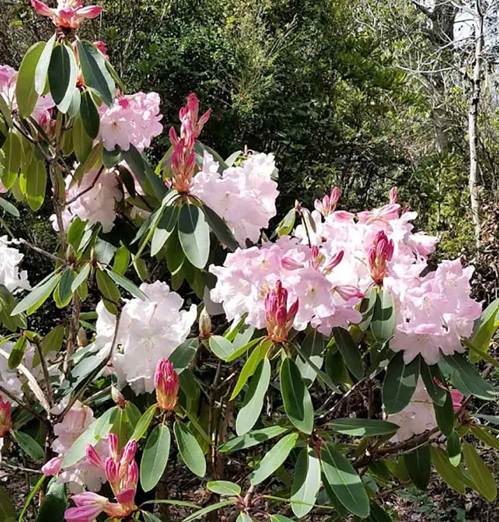 R. 'Loderi King George' open pollinated seedlings