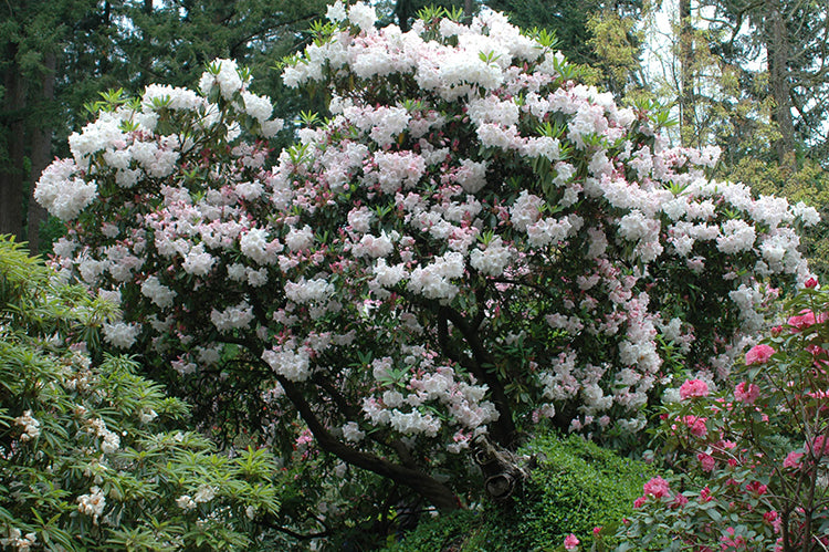 R. 'Loderi Queen Mary'