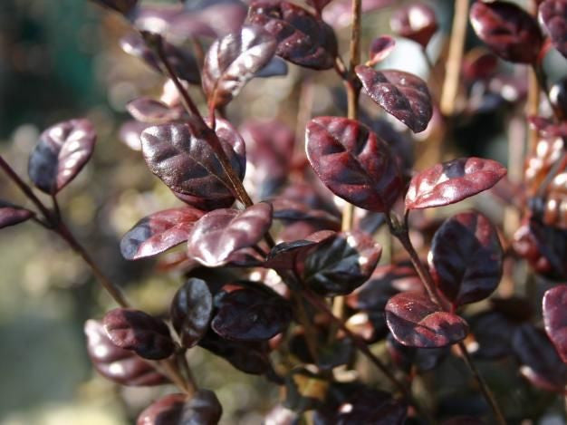 Lophomyrtus x ralphii 'Red Dragon'