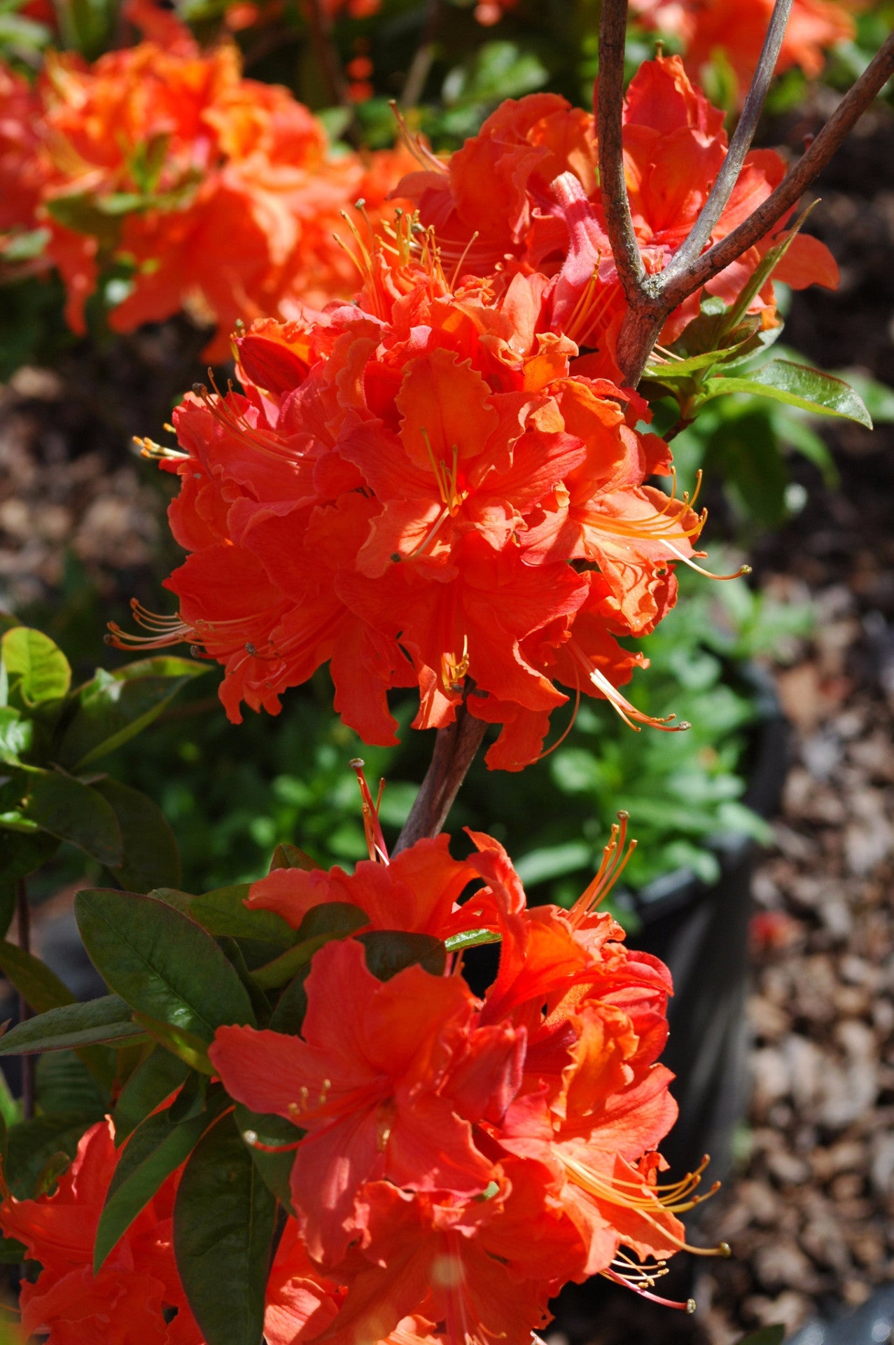 Florescent Orange