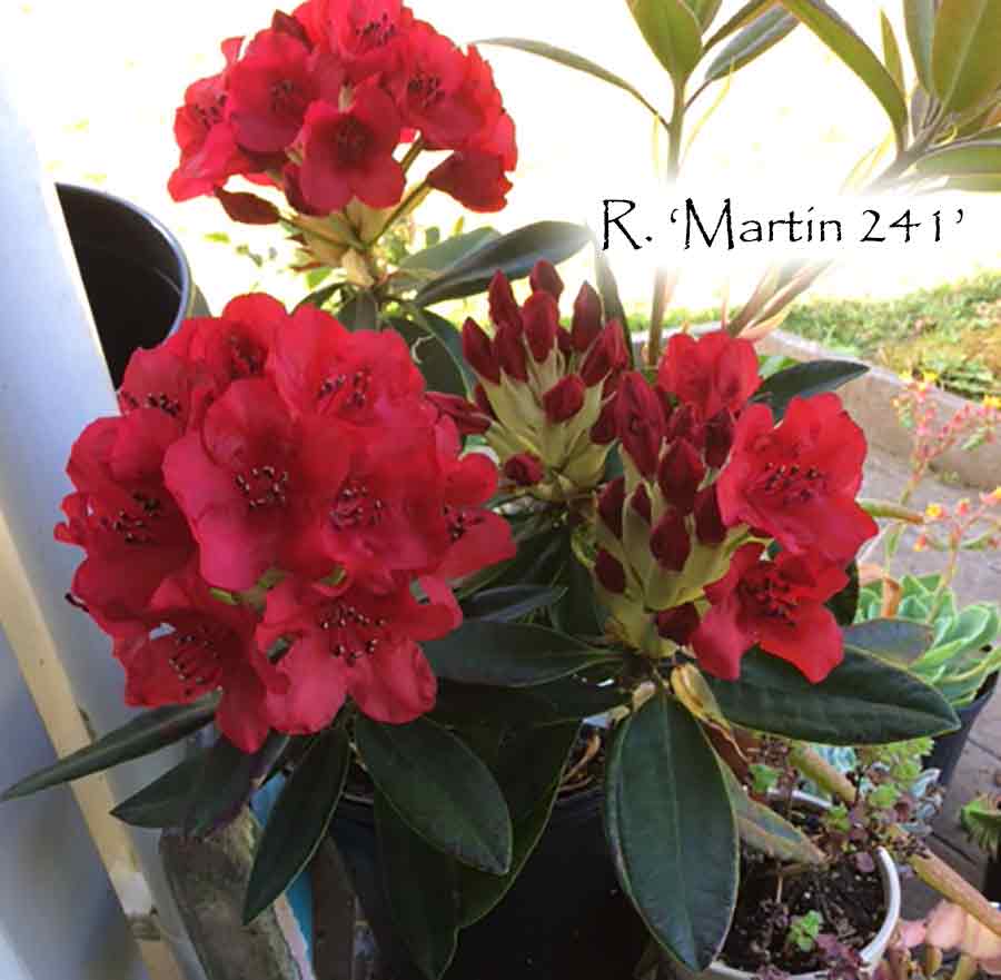 R. 'Martin 241'