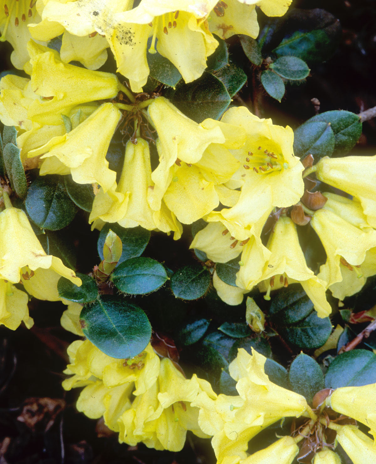 Meadowgold