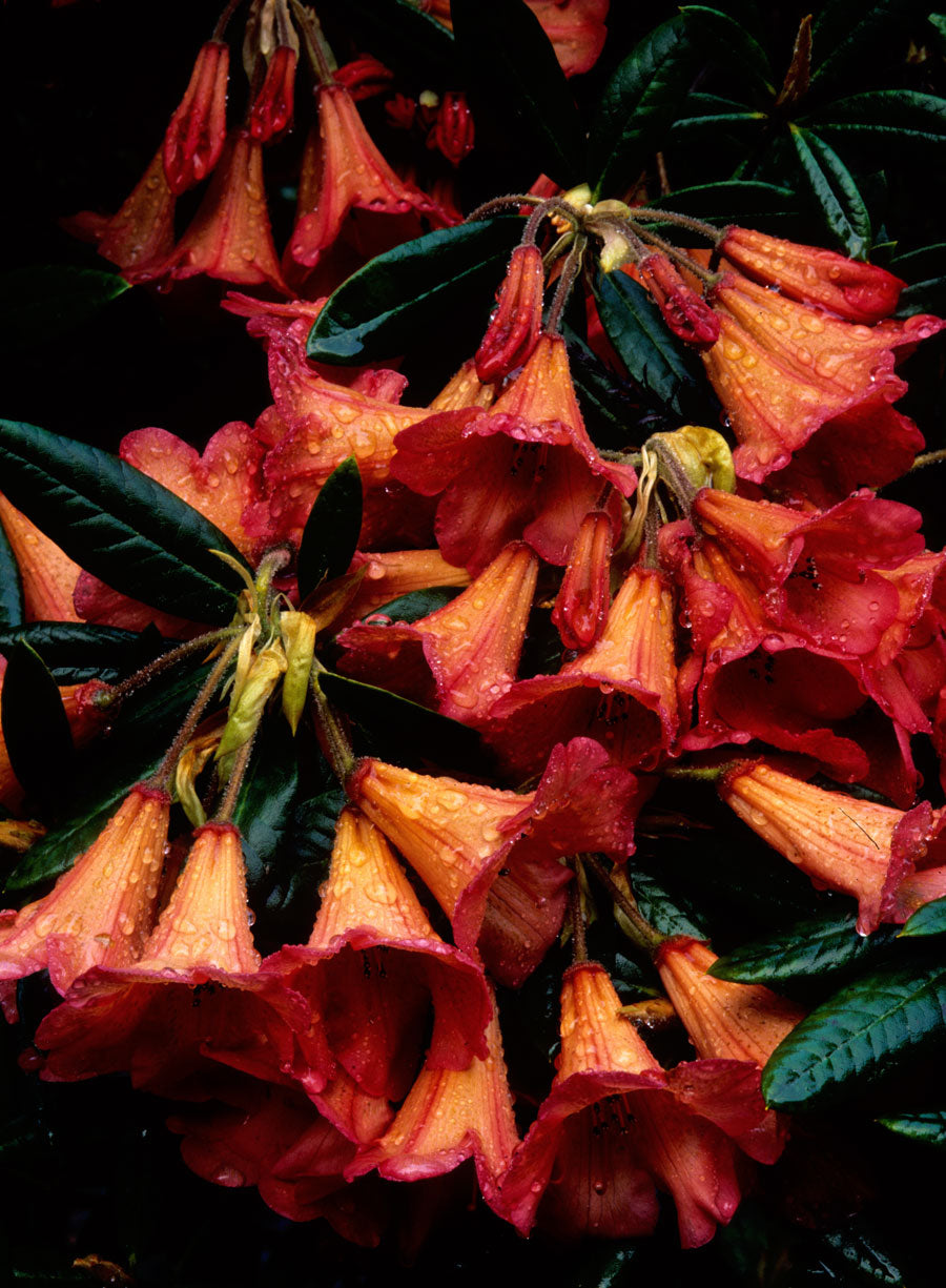 R. 'Medusa'
