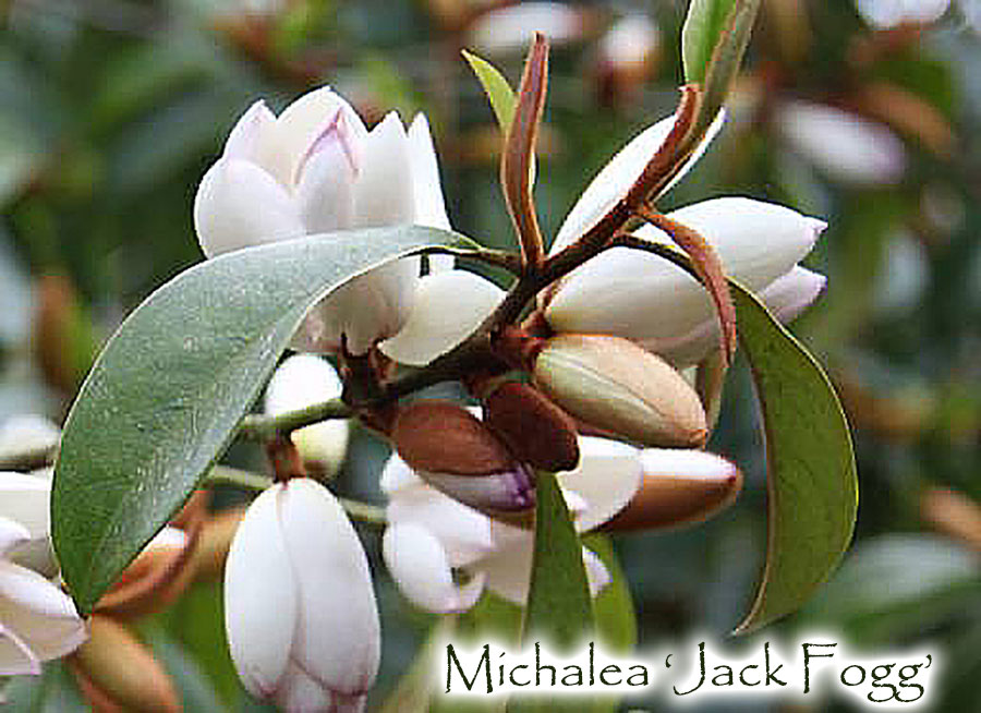 Michelia x 'Jack Fogg'