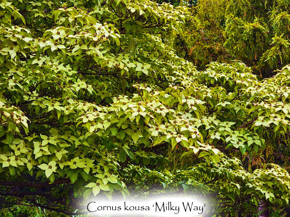 Cornus kousa 'Milky Way'