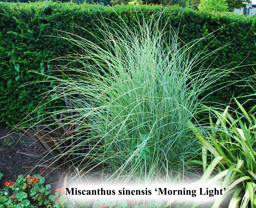 Miscanthus sinensis 'Morning Light'