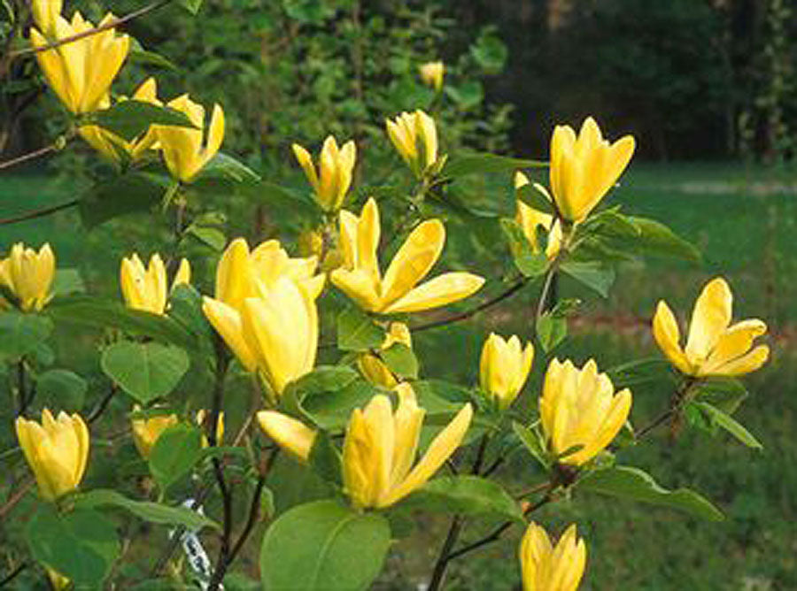 'Miss Honeybee'