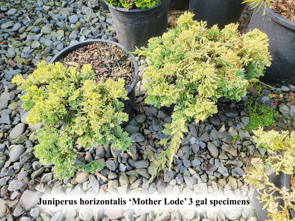 Juniperus horizontalis 'Mother Lode'