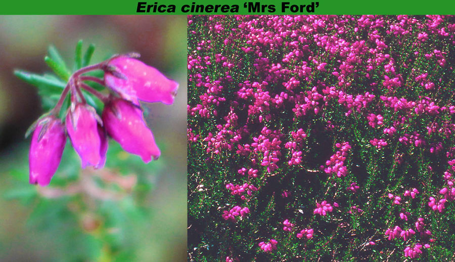 Erica cinerea 'Mrs. Ford'