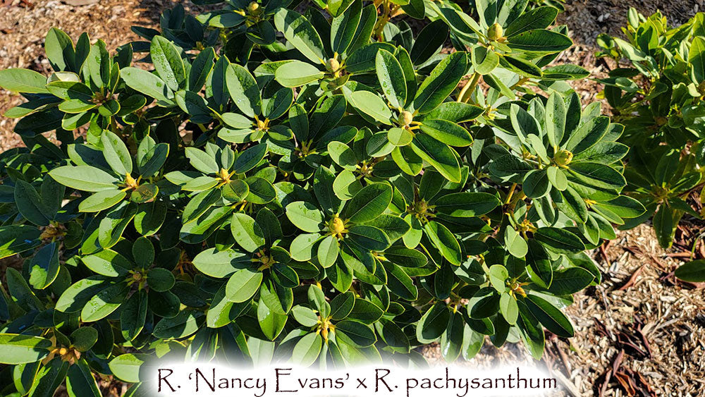 R. 'Nancy Evans' x R. pachysanthum