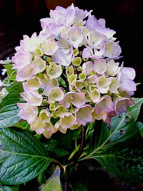 Hydrangea nigra 'Black Pearl'