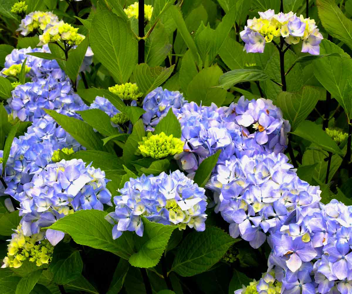 Hydrangea nigra 'Black Pearl'