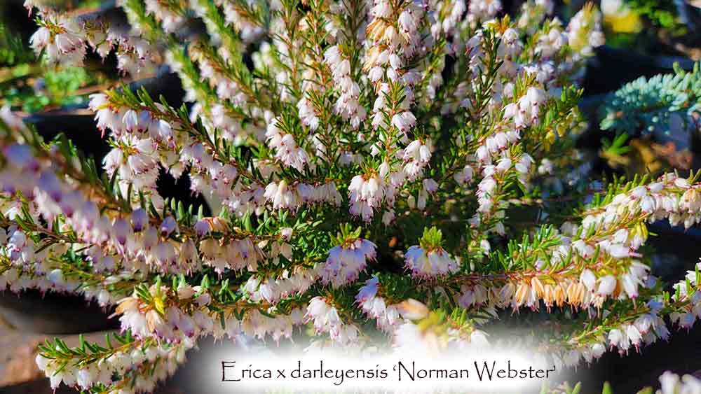 Norman Webster