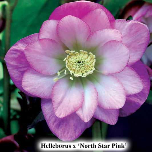 Helleborus x 'North Star Pink'