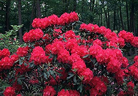 R. 'Nova Zembla'