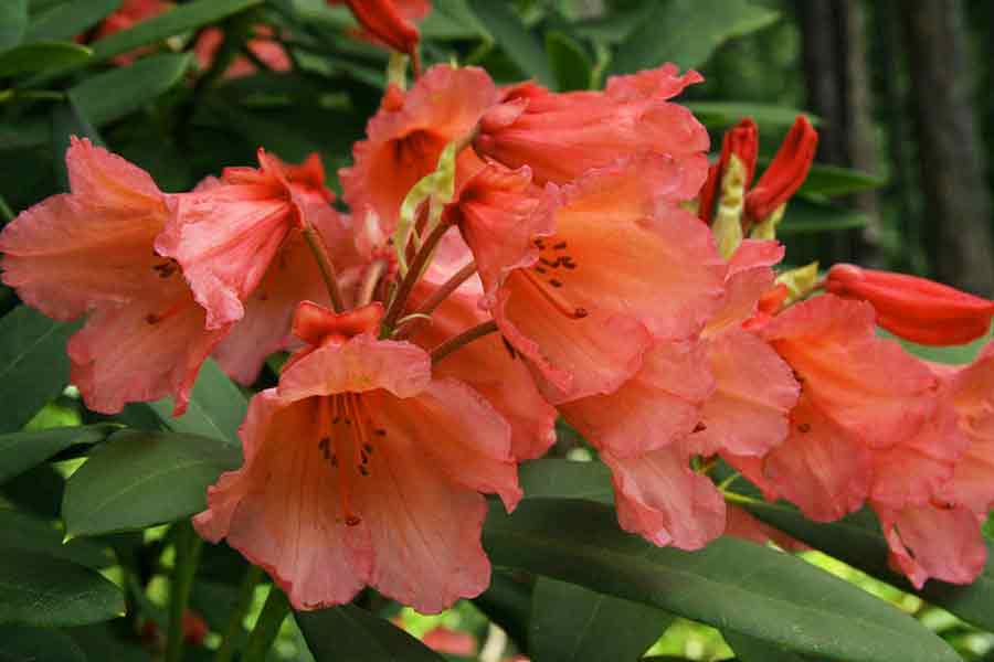 R. 'Old Copper'