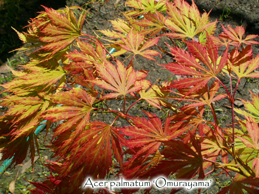 Acer palmatum 'Omureyama'