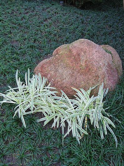 Ophiopogon japonicus 'Silver Mist'