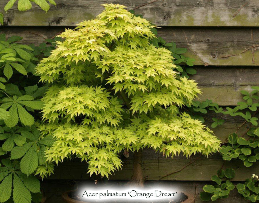 Acer palmatum 'Orange Dream'