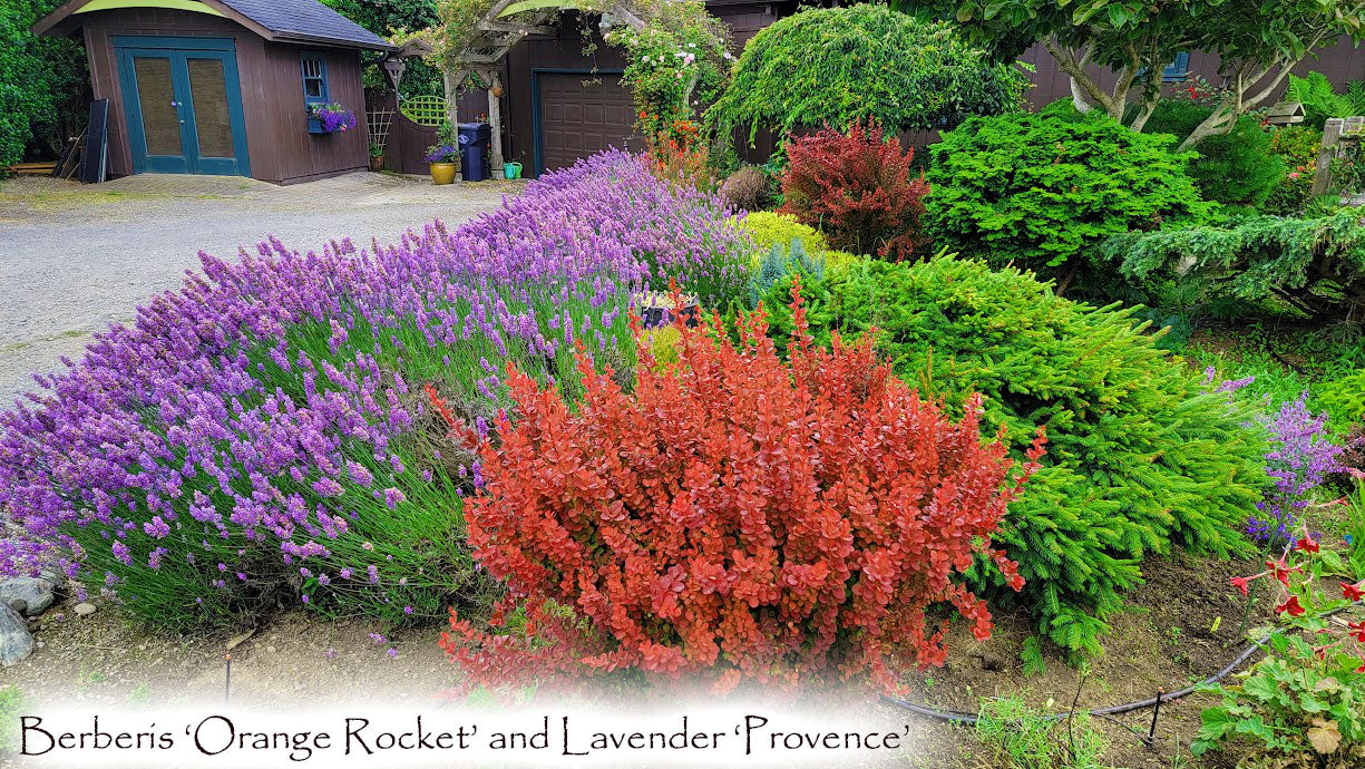 Lavender Provence - Lavendula x intermedia