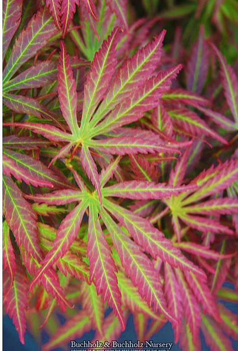Acer palmatum 'Orion'