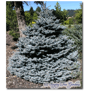 Geralds Dwarf Blue