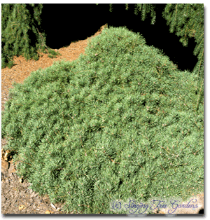 Repens