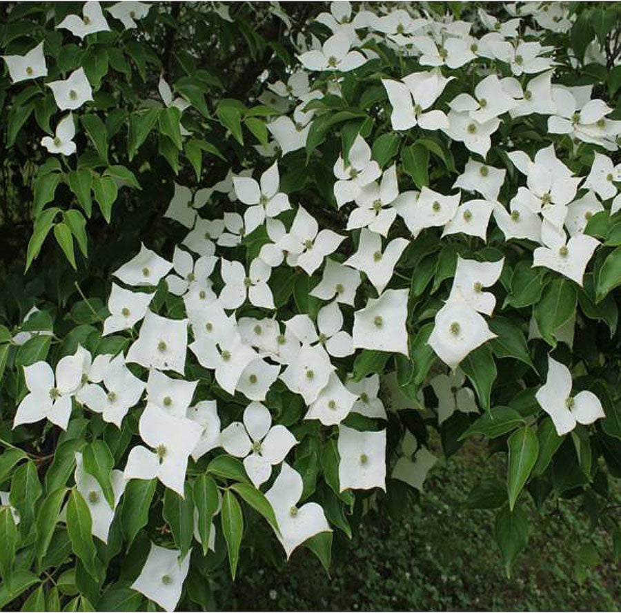 Cornus kousa 'Pam's Mountain Bouquet'