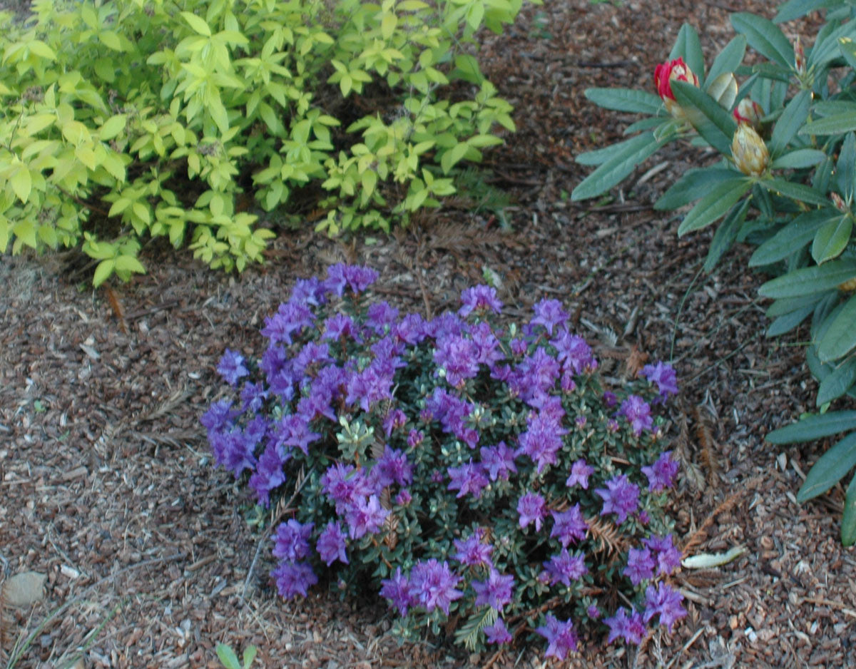 Passionate Purple