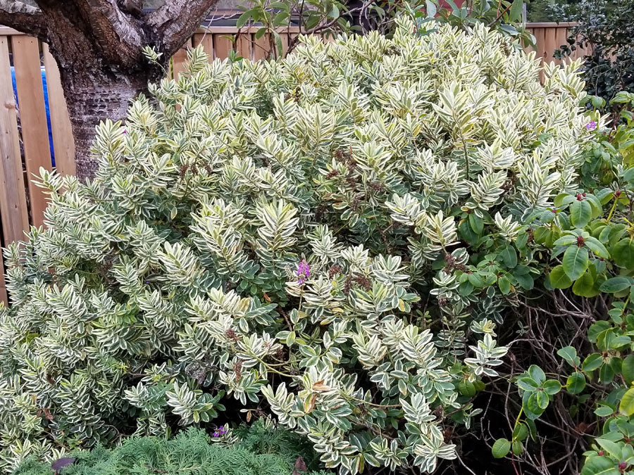 Patty's Purple Variegated Hebe