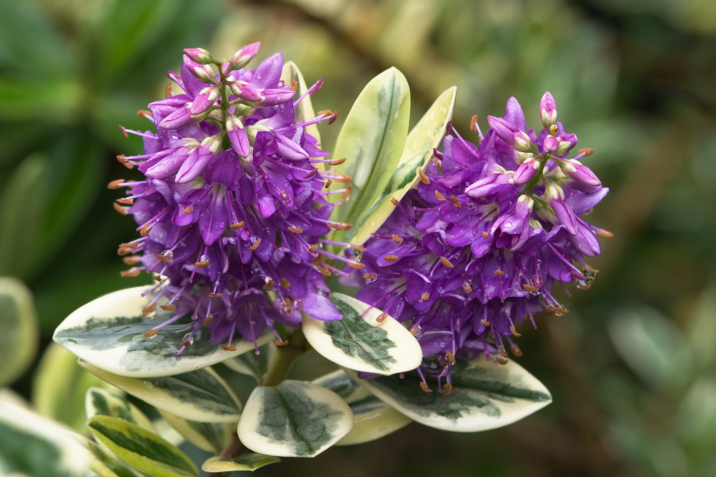 Patty's Purple Variegated Hebe