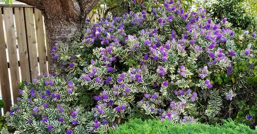 Patty's Purple Variegated Hebe