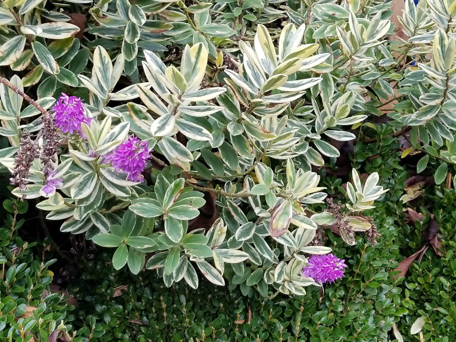 Patty's Purple Variegated Hebe