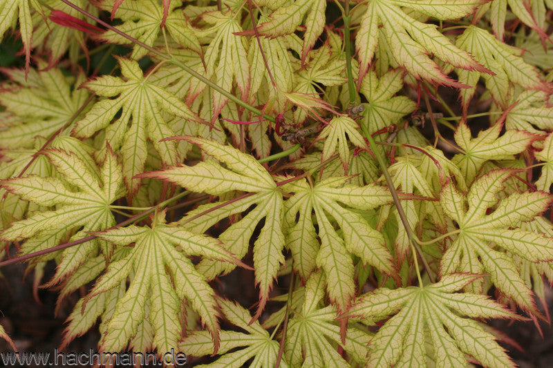 Acer palmatum 'Peaches & Cream'