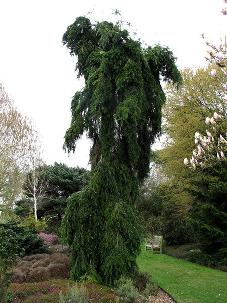 Abies nordmanniana 'Pendula'