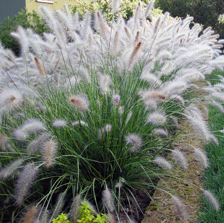Pennisetum a. 'Hameln'