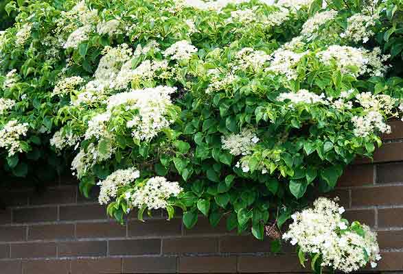 Hydrangea anomala 'Petiolaris'