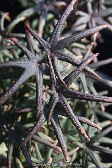 Acer palmatum 'Peve Starfish'